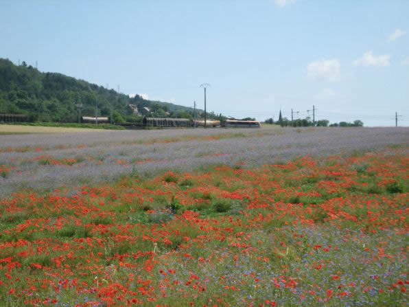 Coquelicots et bleuets en Côte d'Or